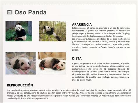 Salvando al Oso Panda...