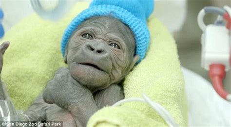 San Diego Park Zoo welcomes adorable baby gorilla girl ...