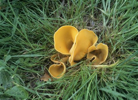 Saprophytic fungi/RHS Gardening