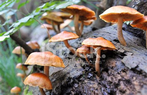 Saprophytic Fungi Stock Photos   FreeImages.com