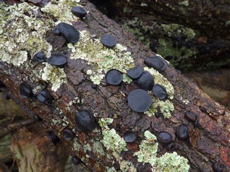 saprophytic Fungi | sussexwoodland