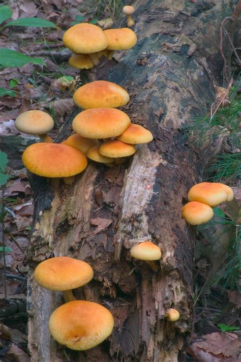 Saprophytic mushrooms   search in pictures