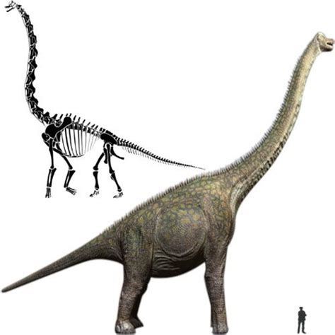 Sauroposeidon | Dinos and fossils # 3 | Pinterest