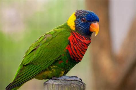 【Aves Exóticas del Mundo】 Nombres, Imágenes y las mejores ...