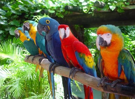 【Aves Exóticas del Mundo】 Nombres, Imágenes y las mejores ...