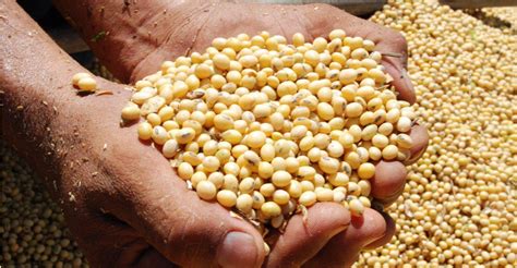 SC espera colher 2,3 mi de toneladas de soja | Blog do Prisco