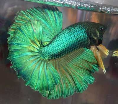 Scales Tails Wings and Things, Goal: Own a VT betta of ...