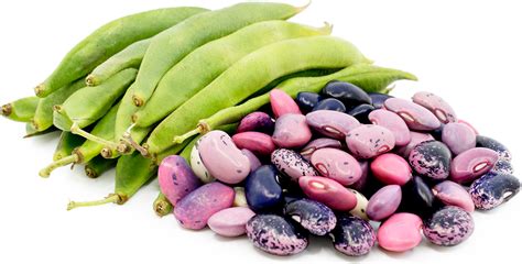 Scarlet Runner Shelling Beans Information, Recipes and Facts