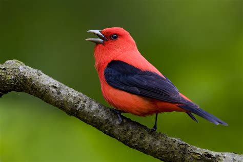 Scarlet Tanager | Audubon Field Guide