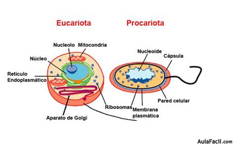 ⏩Células procariotas y eucariotas   Origen de la Vida ...