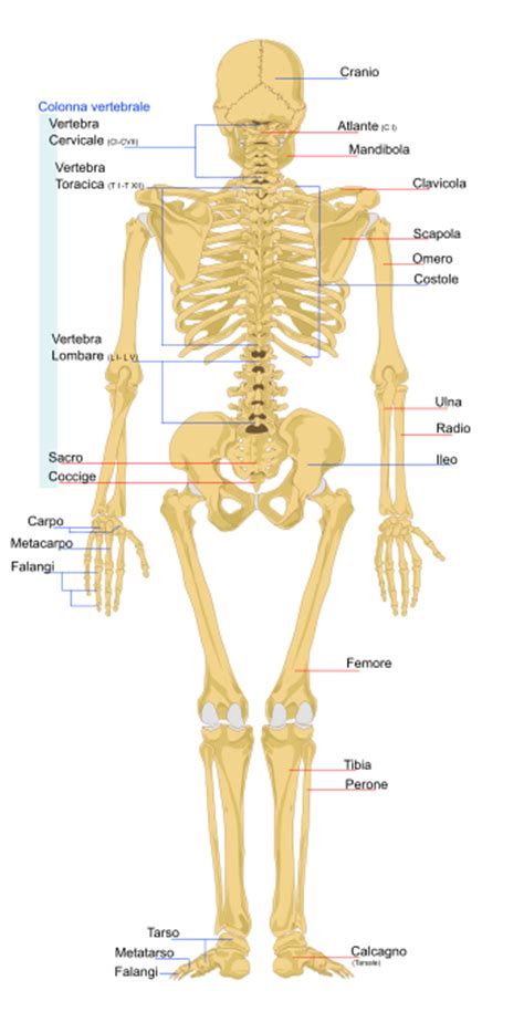 Scheletro  anatomia umana    Wikipedia