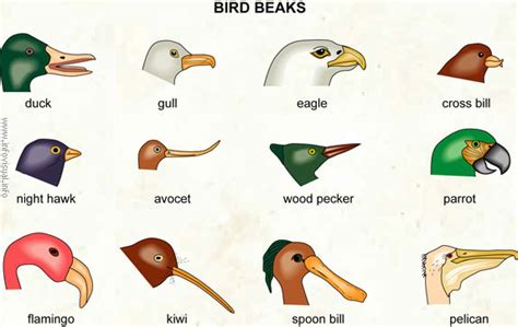 Science: Animals with Beak