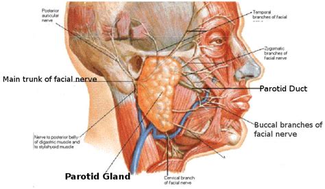 Science, Natural Phenomena & Medicine: Parotid Gland