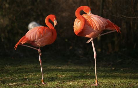 Scientists solve mystery of why flamingos stand on one leg