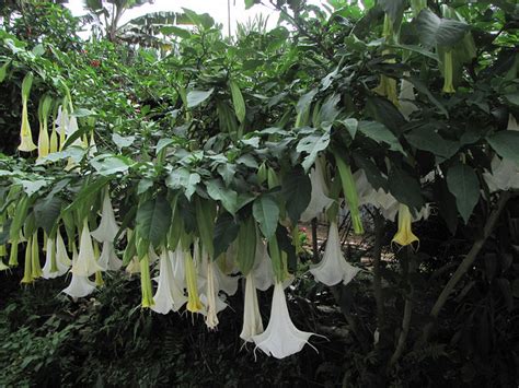 Scopolamine: Is this the most dangerous drug in the world ...