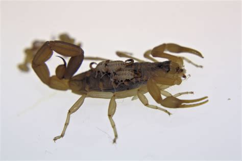 Scorpion Babies | Pest Control Phoenix