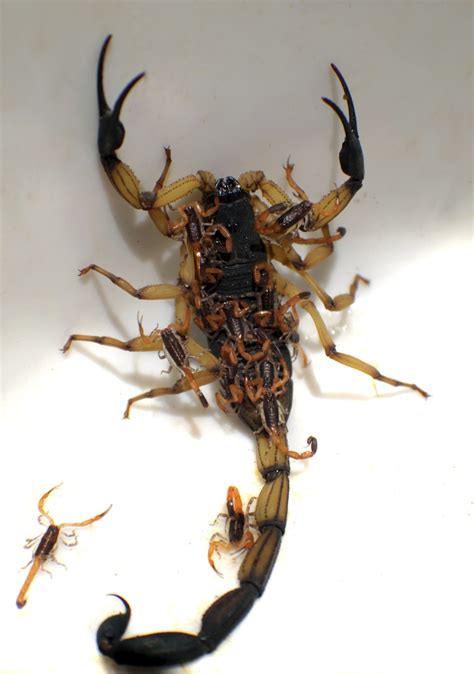 scorpion control and treatments for the home yard and garden