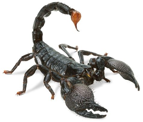 Scorpion Facts | Scorpion Information | DK Find Out