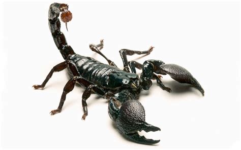 Scorpion Falls From Overhead Bin, Stings Passenger on ...