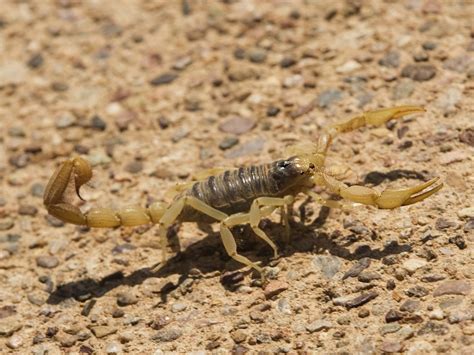 Scorpion Pest Control Services   Phoenix, AZ