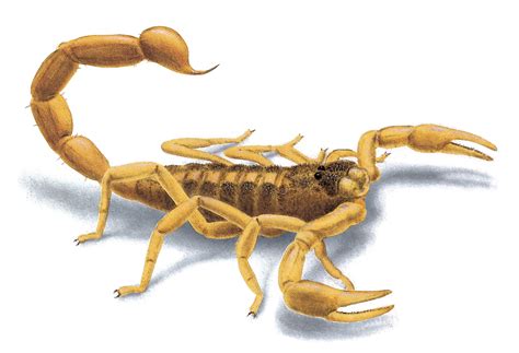 Scorpion Pictures & Images for Identification
