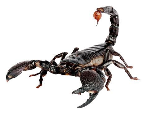 Scorpion PNG Transparent Image   PngPix