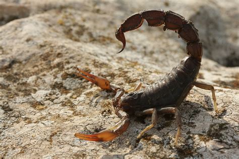 scorpion — Wiktionnaire