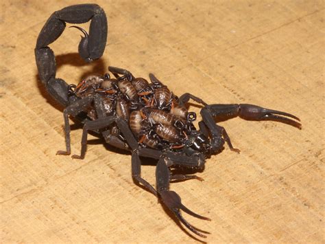 Scorpion | The Biggest Animals Kingdom