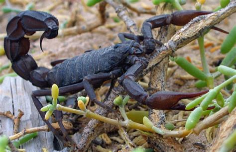 Scorpiones   Wikipedia, la enciclopedia libre