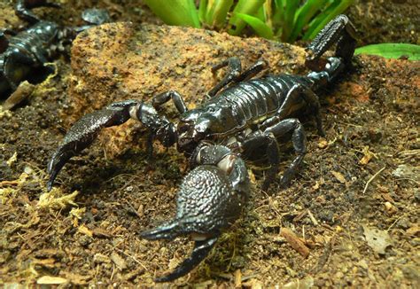 Scorpions Animals Wallpaper | www.pixshark.com   Images ...