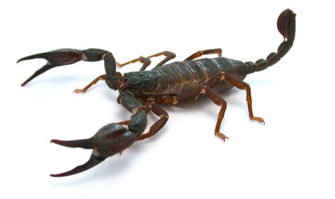Scorpions use strongest defense mechanisms when under attack