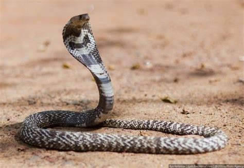 Se cobras não tem orelhas, elas não escutam? – Tudo sobre ...
