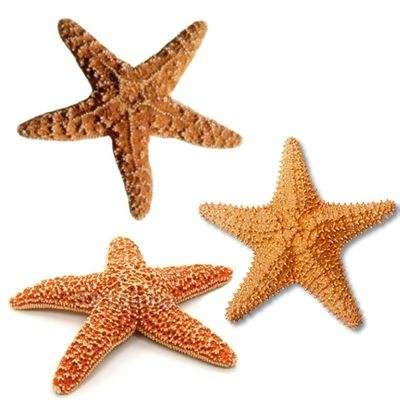 ¿Se comen las estrellas de mar? ¿son comestibles?, ¿Las ...