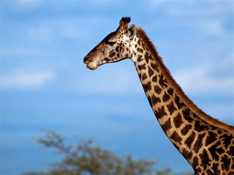 Se habla de jirafas… | FISIOLOGÍA ANIMAL