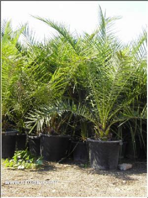 Se vende vivero de palmeras wasingtonia. ALCANAR