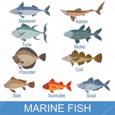 Sea Fish Set With Names — Stock Vector © TopVectors #128218404
