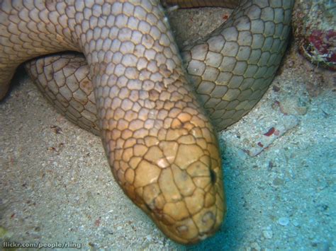 Sea Snakes of the Great Barrier Reef | Reef Biosearch