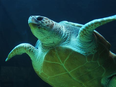 Sea Turtle Species   Sea Turtle Facts and Information