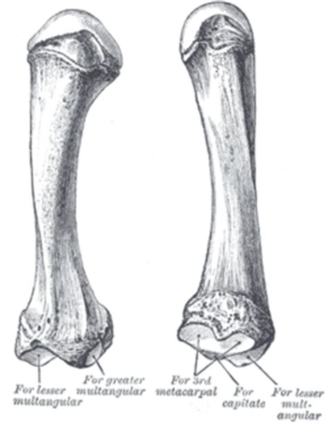 Second metacarpal bone   Wikipedia