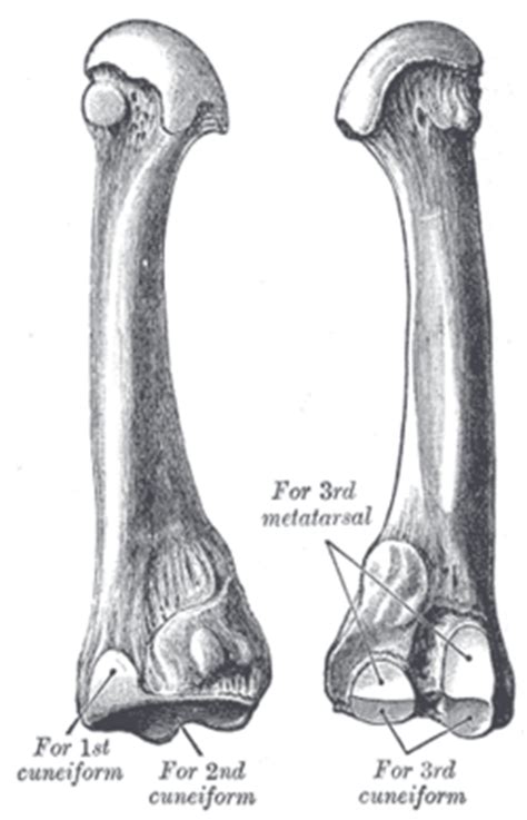 Second metatarsal bone   Wikipedia