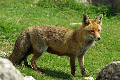 Sectores Productivos de Andalucía.: La fauna de Antequera ...