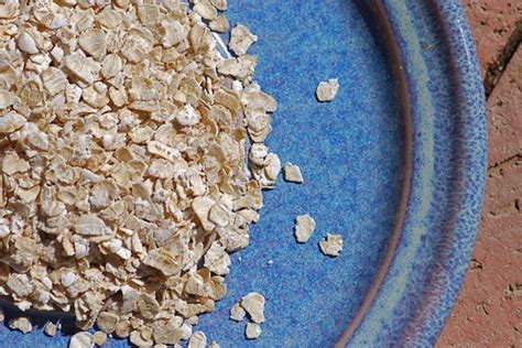 Seed of the Week: Oats – Growing With Science Blog