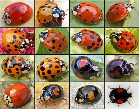 Seed to Feed Me: LADYBIRD FACTS