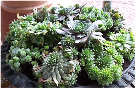 Seedlings India cactus &succulents online: buy cactus ...