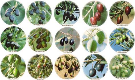SEFOODS   Tipos de aceite de oliva