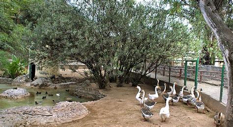 “El Zoo de Córdoba Festeja el Día Nacional del Árbol”