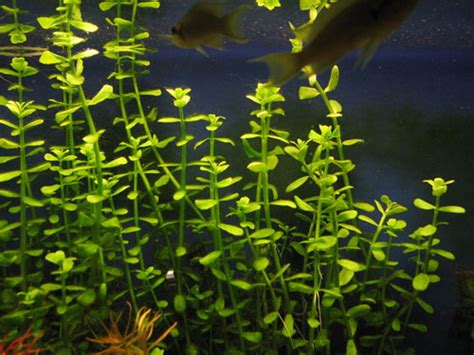 Seleccion de 40 especies de plantas adecuadas para el acuario