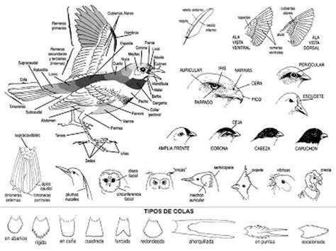 Seleccione Reales Dijes: Observación de aves, para dummies