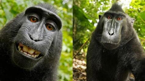 Selfie de mono se queda sin Derechos de Autor | elsalvador.com