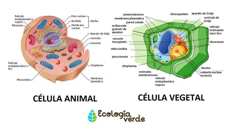 Semejanza y diferencia entre célula animal y vegetal ...